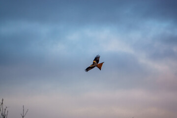 a red kite (Milvus milvus) soaring with wings fully extended under a blue cloudy winter UK sky