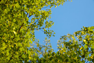 Fototapeta na wymiar ..green leaves and blue sky, view from the bottom up