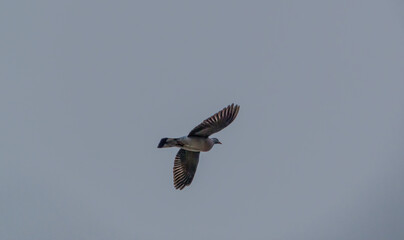 common wood pigeon (Columba palumbus) in flight under a winter sky 
