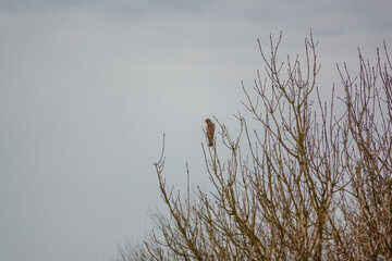 wild adult kestrel (Falco tinnunculus) bird of prey raptor looking down from a high treetop perch