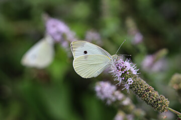 Cabbage White butterfly resting on a mint stem with another Cabbage White in the background creating an echo effect.