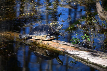 Florida Cooter - Pseudemys floridana - sunning on log in Big Cypress National Preserve, Florida