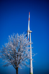 Frozen tree with windfarm background in winter near Steinheim