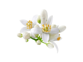 Fototapeta na wymiar Orange tree white flowers and buds bunch isolated on white