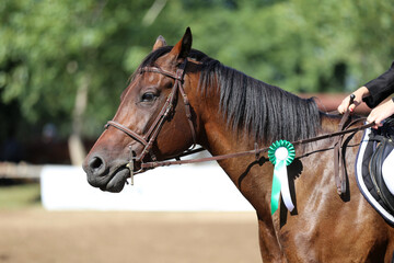 Obraz premium Horse jumping contest. Equestrian sports. Horsegirl sitting in saddle