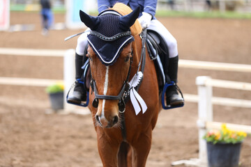 Horse jumping contest. Equestrian sports. Horsegirl sitting in saddle