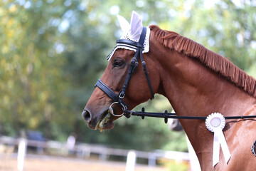 Horse jumping contest. Equestrian sports. Horsegirl sitting in saddle