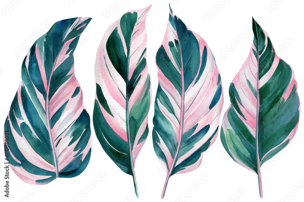 Wall mural Set of pink tropical leaves on white background, watercolor illustration, wrapping paper, textile or interior wallpaper