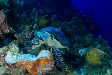 Naklejka na ściany i meble A french angelfish watches a hawksbill turtle eating some sponge off the reef in the Cayman Islands. Angelfish often do this in the hope of catching bits of sponge that the turtle drops