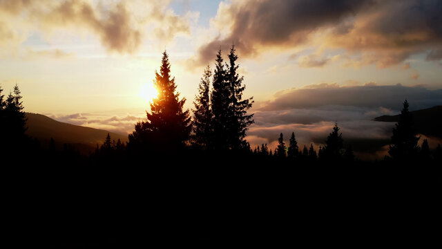 Aerial shot: Pines above Morning Clouds in Mountains.