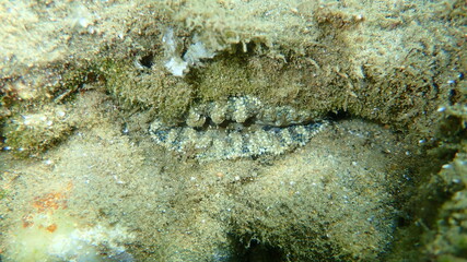 Daisy anemone (Cereus pedunculatus) undersea, Aegean Sea, Greece, Halkidiki
