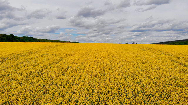 Aerial drone shot: drone flying above blooming rapeseed field.