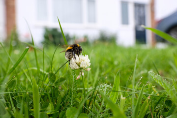 Front lawn with weeds and bumble bee