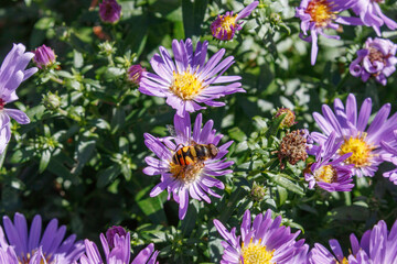 transverse-banded flower fly on asters