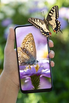 Monarch Butterfly sits on a smartphone, in hand against the backdrop of a spring garden