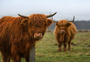 Long-haired Scottish highland cattle in the field - 480805628