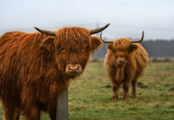 Poster de jardin Highlander écossais Long-haired Scottish highland cattle in the field