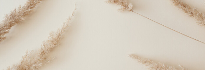 Banner made Dry pampas grass reeds agains on beige background. Beautiful pattern with neutral...