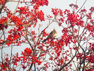 A blackbird is sitting on a tree