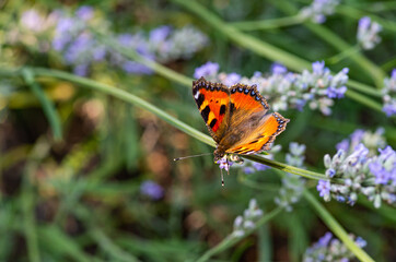 butterfly on lavender blossom take nectar