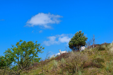 Obraz premium Goats at hill in Holland