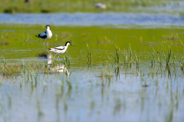 Pied Avocet in landscape