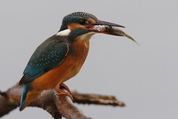 Kingfisher with a fish in its mouth