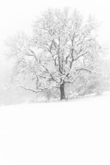 Fototapeta na wymiar Oak tree snowy foggy winter morning