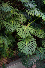 Naklejka na ściany i meble Tropical summer background. Lush monstera deliciosa or Swiss Cheese plant with big lush luscious green leaves growing outdoors. Subtropical planting and gardening concept