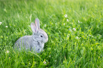 little cute gray bunny sits on a background of green grass in the summer in the sun during the day. High quality photo