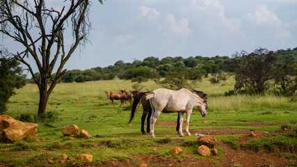 Fototapeta na wymiar Two horses graze on the field. The horse is white and the horse is brown. Wild antelopes are visible in the background. Horses are standing near the pond.