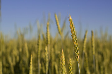 golden wheat ear in summer field with blue sky