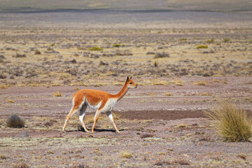 Vicugna (Vicuña),  Perú, América del Sur