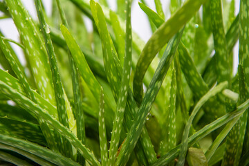 Fototapeta na wymiar Aloe vera leaves in close-up