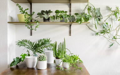 Indoor plants, cactus and succulent in white pots on wooden table and shelf in living room as home...