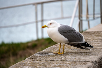 Lonely seagull standing on the stone fence, above the sea at the old town of Rovinj, Croatia