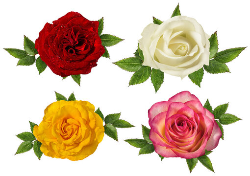 Four different rose's  bloom isolated on white background with clipping path