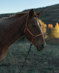 Brown horse in the field.