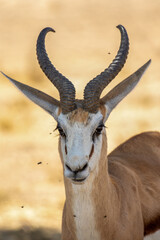 Springbok Ram in the Kgalagadi