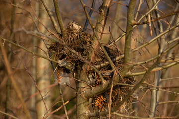 Vogelnest in einem Strauch teilweise aus Abfall erbaut, Plastik und Draht.
Birds nest built partly from rubbish, plastic parts and wire used as nesting material in a bush. 