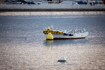 Obraz premium Flock of seagulls resting on the old, anchored fishing boat for the night