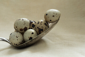 still life quail eggs in big spoon  isolated on white textured background