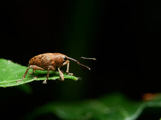bug on a leaf