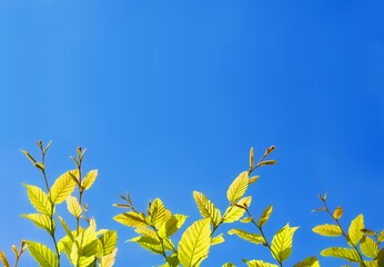 青空と芽吹く草木 