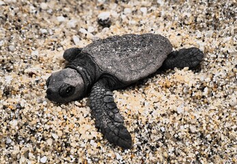 砂浜を走るウミガメの赤ちゃん