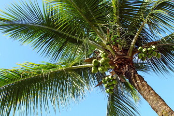 wild coconut trees laden with coconuts