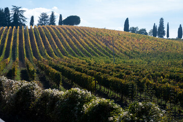 Chianti vineyards on hills near Siena, Tuscany, Italy