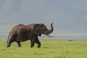 Posing elephant