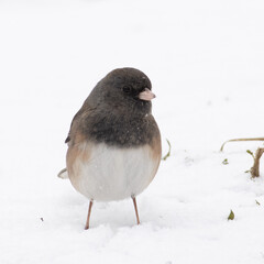 bird in snow isolated