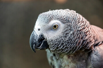 オウム目インコ科ヨオムの頭部アップ